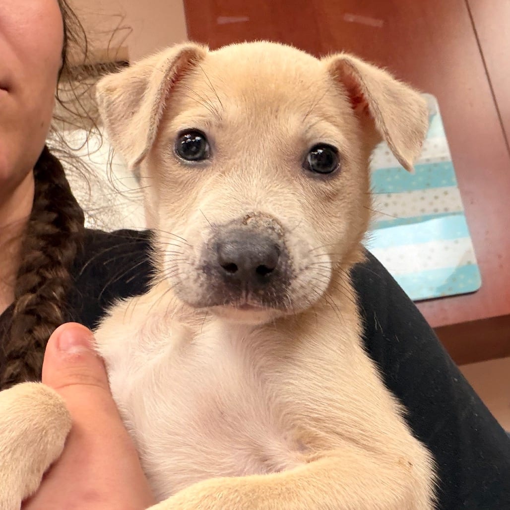 Photo of Margot, adoptable Retriever, Labrador in Columbus, Georgia