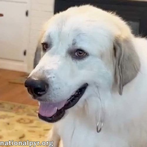 Photo of Bear in SC - A Jolly, Goofy Boy, adoptable Great Pyrenees in Beacon, New York