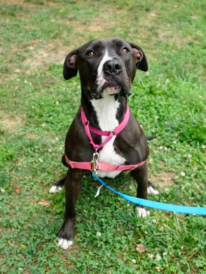 Photo of Cookie, adoptable Terrier, Pit Bull/Mix in Annapolis, Maryland