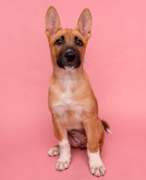 Photo of Passport, adoptable German Shepherd Dog in Romoland, California