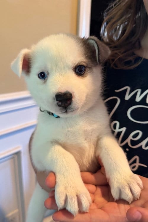 Photo of Broadway, adoptable Siberian Husky in Matawan, New Jersey
