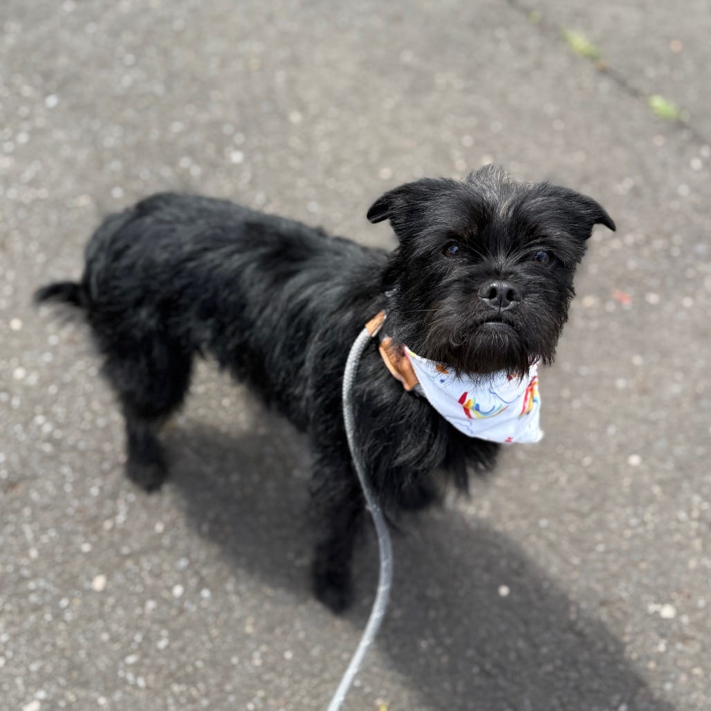 Photo of Tipsy, adoptable Terrier / Mix in Newberg, Oregon
