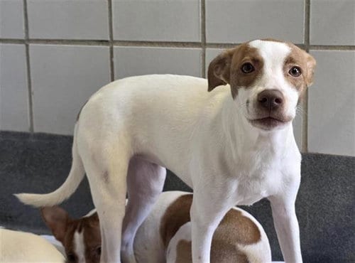 Photo of China, adoptable Terrier in San Antonio, Texas