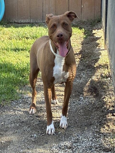 Photo of Sweetie, adoptable Pit Bull Terrier in Riverside, California