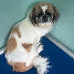 Photo of Kelly 0472, adoptable Pekingese Pointer in Loxahatchee, Florida