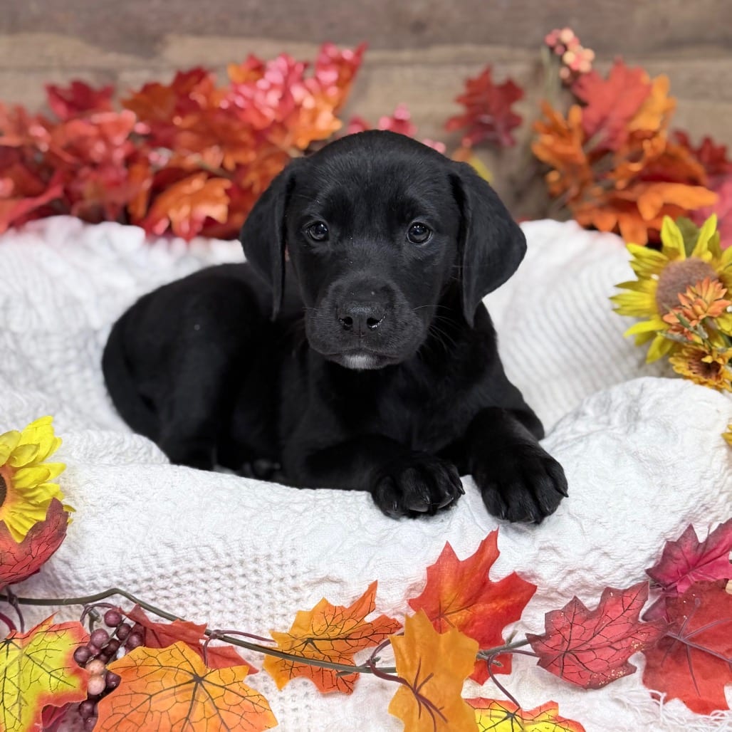 Photo of Emma, adoptable Mixed Breed (Medium) in Medford, Oregon