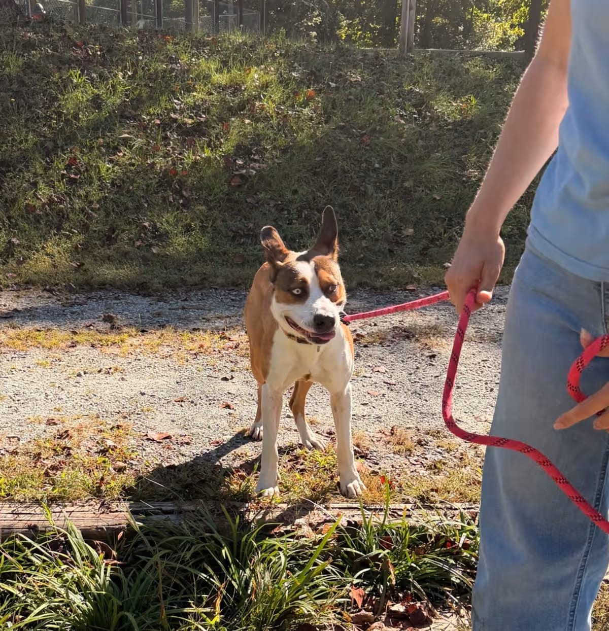 Photo of Acorn, adoptable Husky Mixed Breed (Large) in Columbus, North Carolina