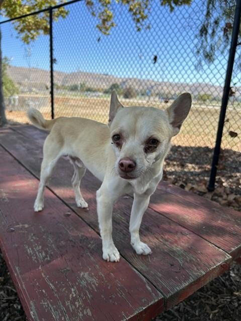 Photo of Benny, adoptable Chihuahua in Fremont, California