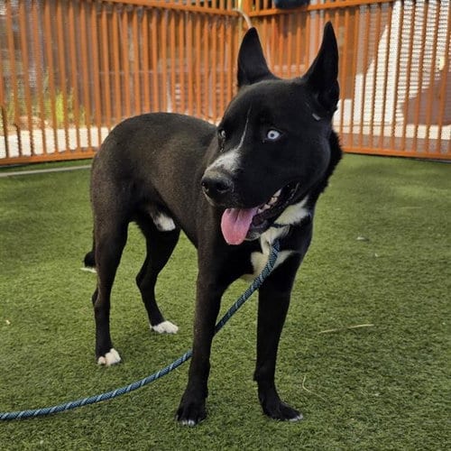 Photo of BO, adoptable Husky in Las Vegas, Nevada