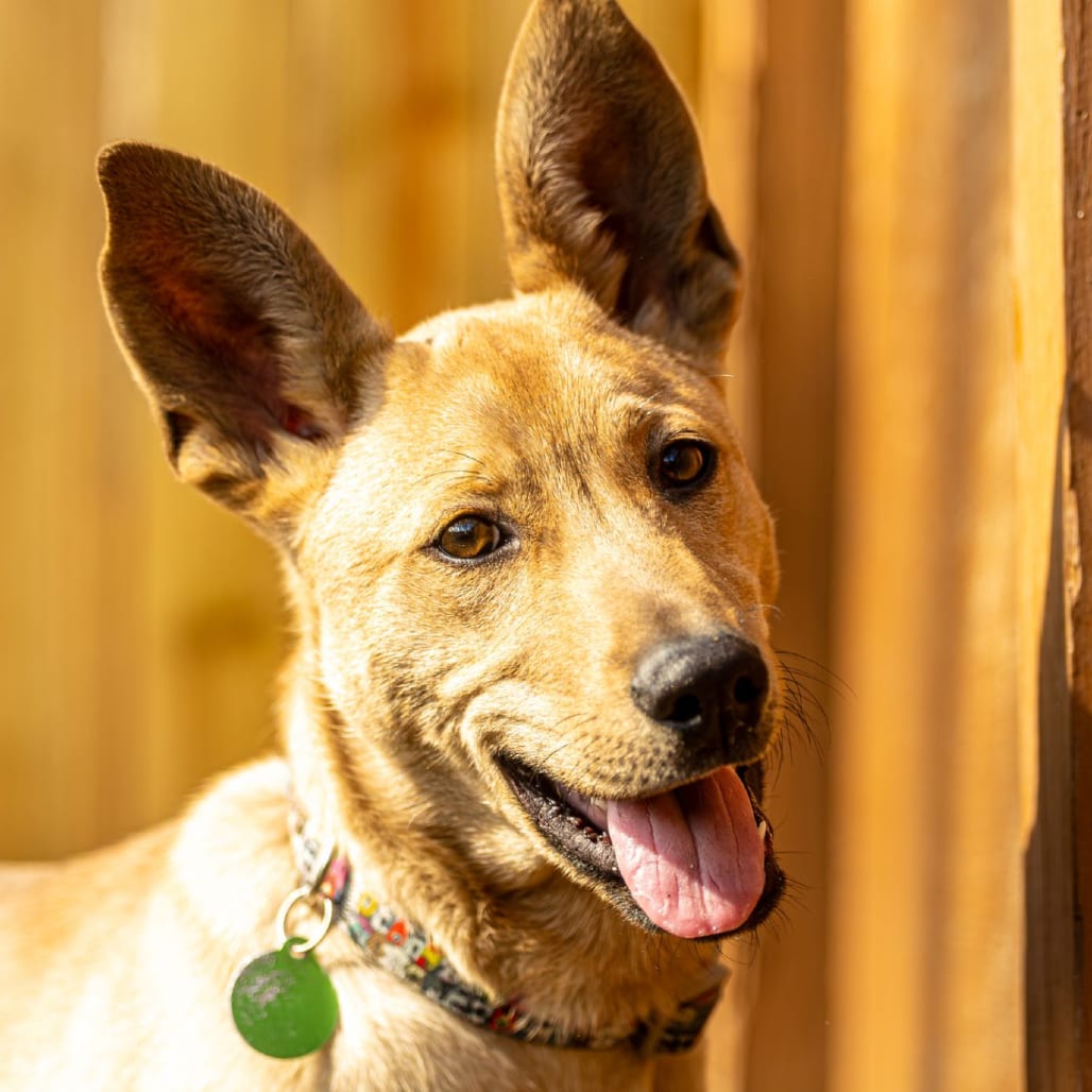 Photo of Brain Storm, adoptable Mixed Breed (Large) in Decatur, Georgia