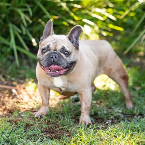 Photo of Lilo, adoptable French Bulldog in Camarillo, California