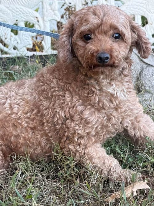 Photo of Charm, adoptable Poodle (Miniature) in HOPKINSVILLE/PRINCETON, KY, New Hampshire