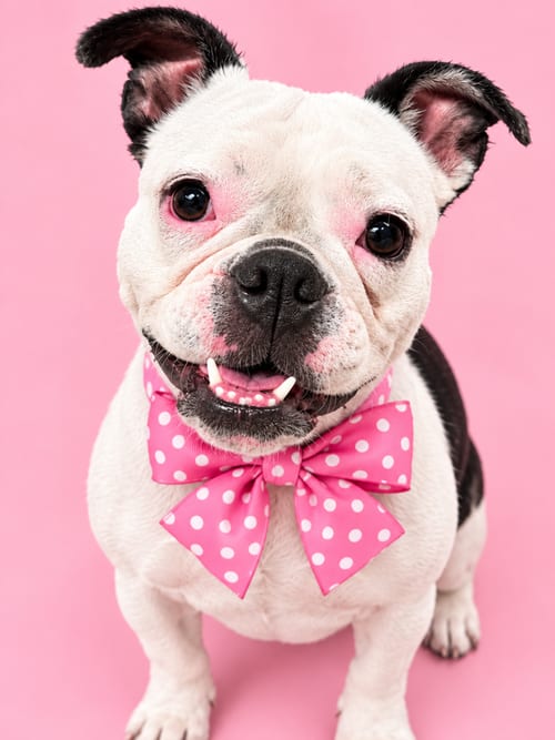 Photo of Donut, adoptable English Bulldog in Romoland, California