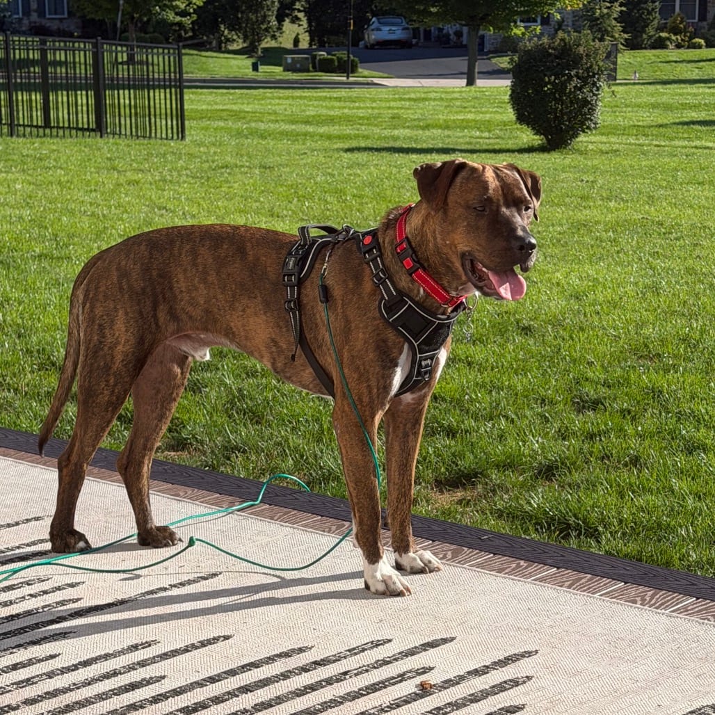 Photo of Tiger - IN FOSTER, adoptable Mixed Breed (Large) in Birdsboro, Pennsylvania