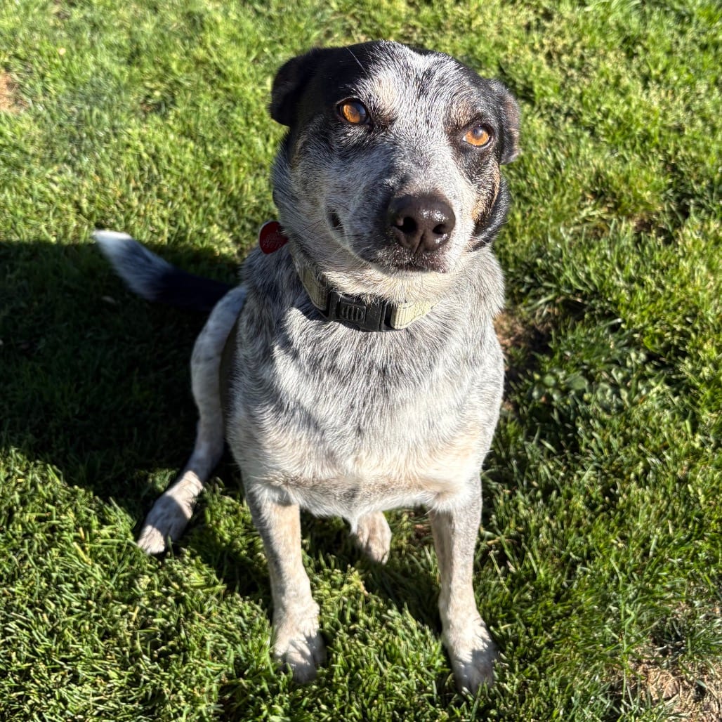 Photo of Trooper, adoptable Mixed Breed (Large) in Medford, Oregon