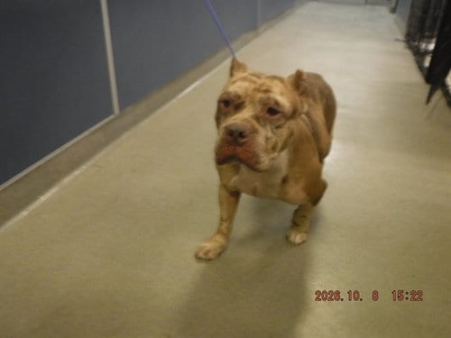 Photo of Maple, adoptable American Bulldog in Miami, Florida