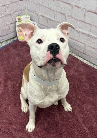Photo of Dickerson, adoptable Pit Bull Terrier in Detroit, Michigan