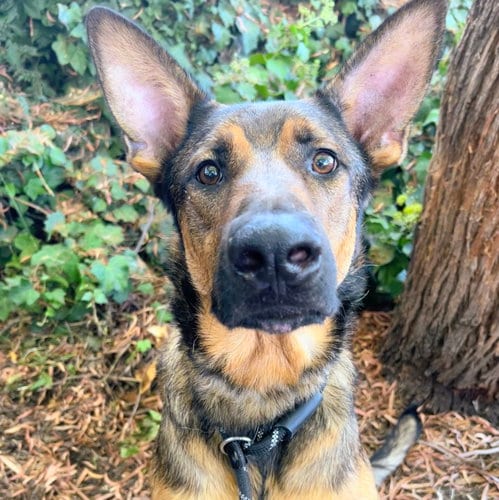 Photo of Zeke, adoptable Shepherd in Oakland, California