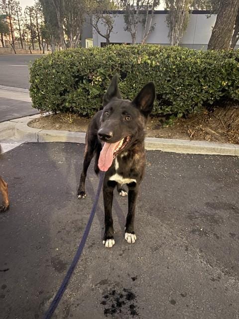 Photo of Julio, adoptable Dutch Shepherd in Baldwin Park, California