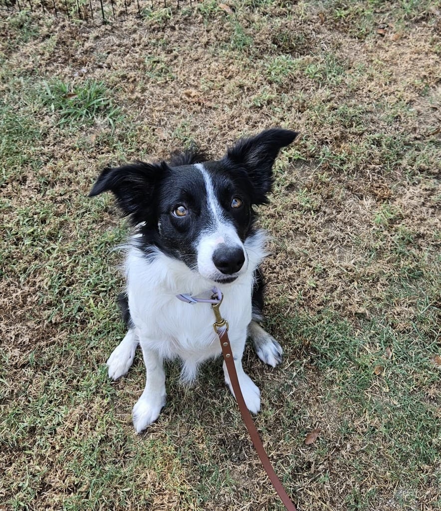 Photo of Raya, adoptable Border Collie in Texas
