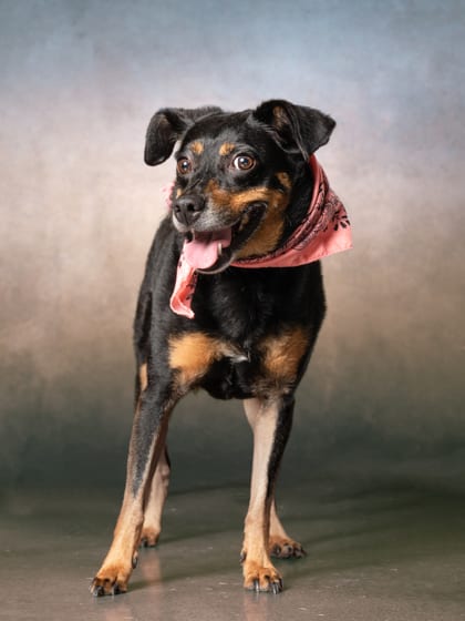 Photo of Nevee, adoptable dog in Atlanta, Georgia