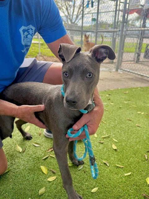 Photo of Harry, adoptable Pit Bull Terrier in Fort Myers, Florida