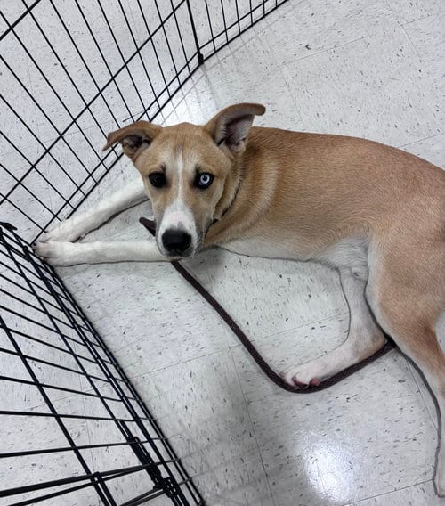 Photo of Prince, adoptable Husky in Mobile, Alabama