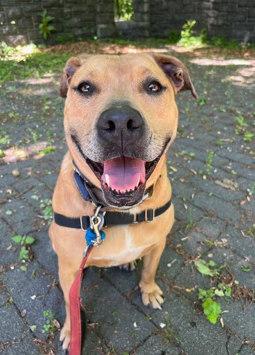 Photo of Candy, adoptable Catahoula Leopard Dog in Elmsford, New York