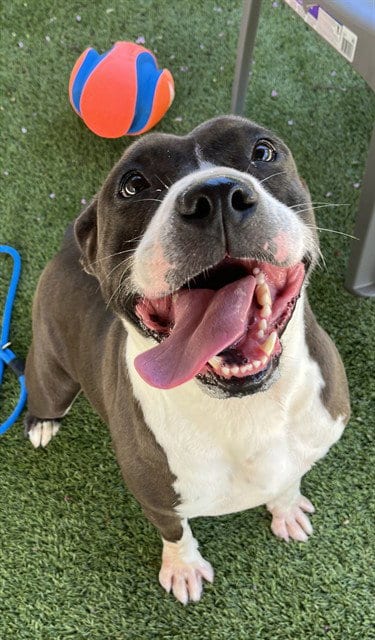 Photo of Josephine, adoptable American Staffordshire Terrier in Newton, North Carolina