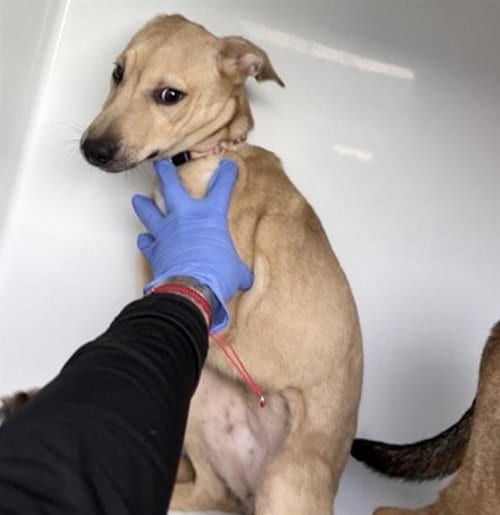 Photo of Bell, adoptable Labrador Retriever in Houston, Texas