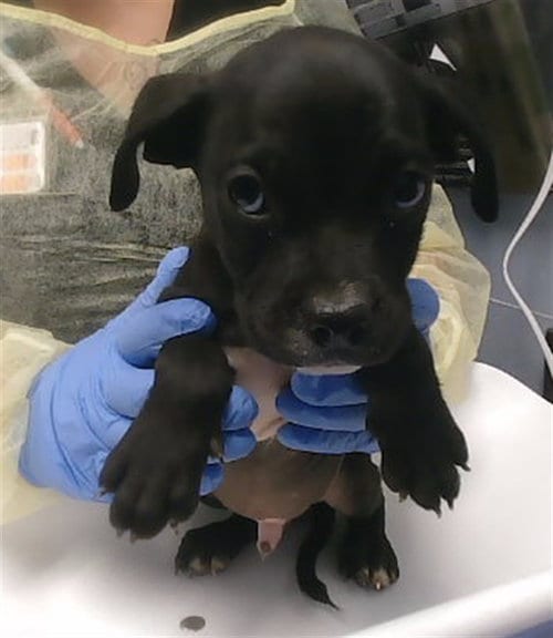 Photo of Plumpkin, adoptable American Pit Bull Terrier in Phoenix, Arizona