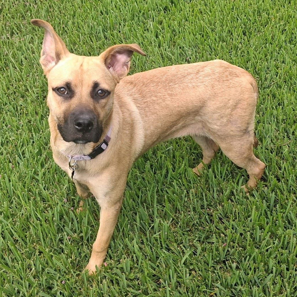 Photo of Mox Opal, adoptable Black Mouth Cur in Santa Fe, Texas