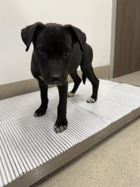 Photo of Velvette, adoptable Labrador Retriever in Baytown, Texas
