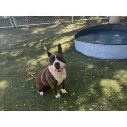 Photo of Iris, adoptable American Staffordshire Terrier in Chatsworth, California
