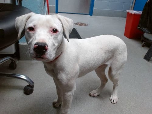 Photo of Jaydee, adoptable American Pit Bull Terrier in Albuquerque, New Mexico