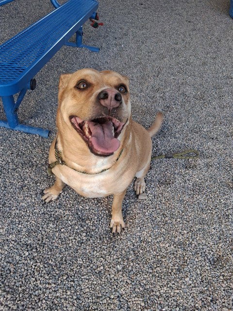 Photo of Sprinkles, adoptable Labrador Retriever in Mesa, Arizona