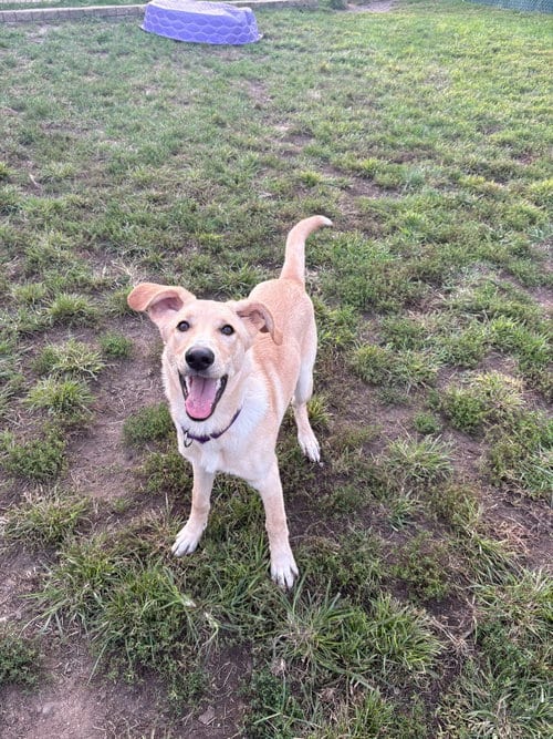 Photo of Calvin, adoptable Labrador Retriever in South Bend, Indiana