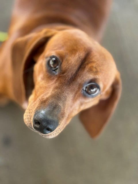 Photo of Penny, adoptable Dachshund in Holland, Michigan