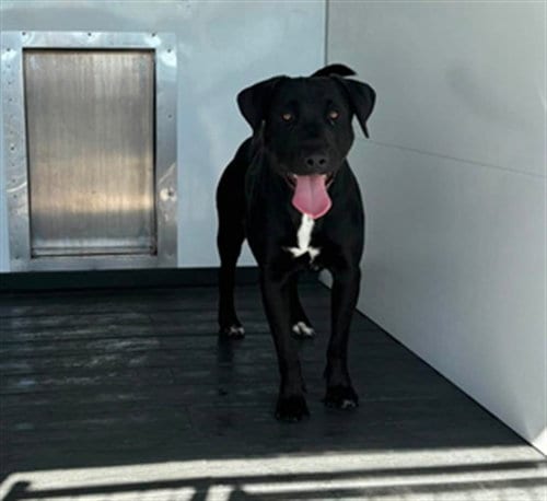 Photo of Cristian, adoptable Labrador Retriever in San Bernardino, California