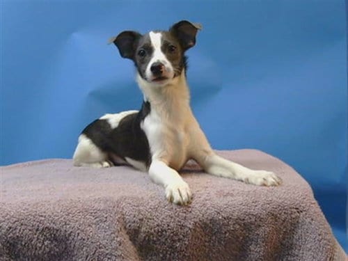 Photo of A5798404, adoptable Chihuahua in Gardena, California