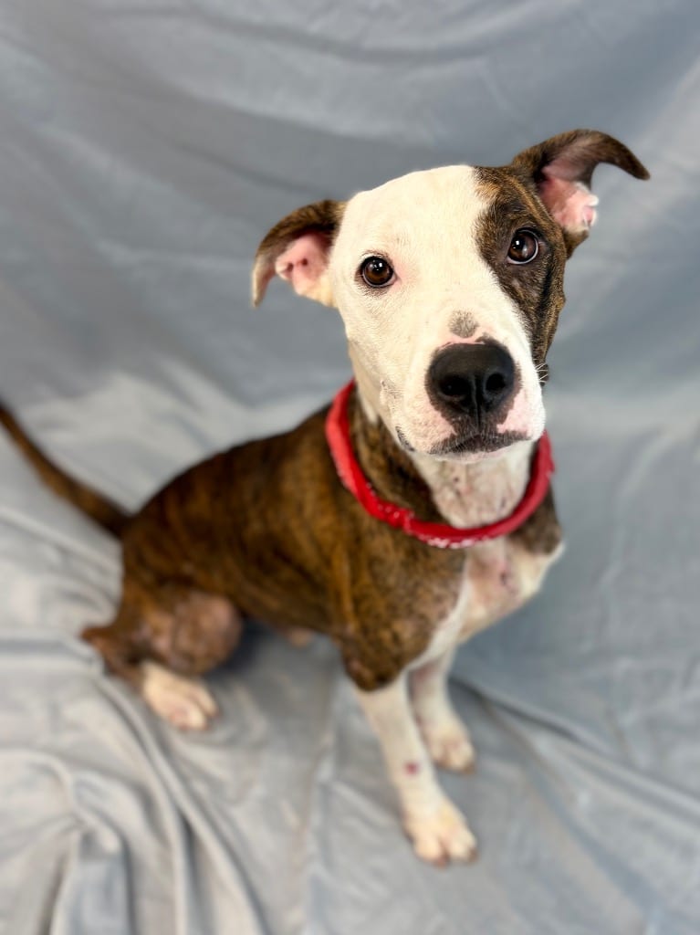 Photo of Milo, adoptable Pit Bull Terrier in Nacogdoches, Texas