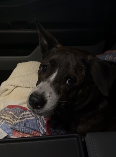 Photo of Hershey, adoptable American Staffordshire Terrier in San Antonio, Texas
