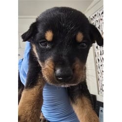 Photo of Bailey, adoptable German Shepherd Dog in San Bernardino, California
