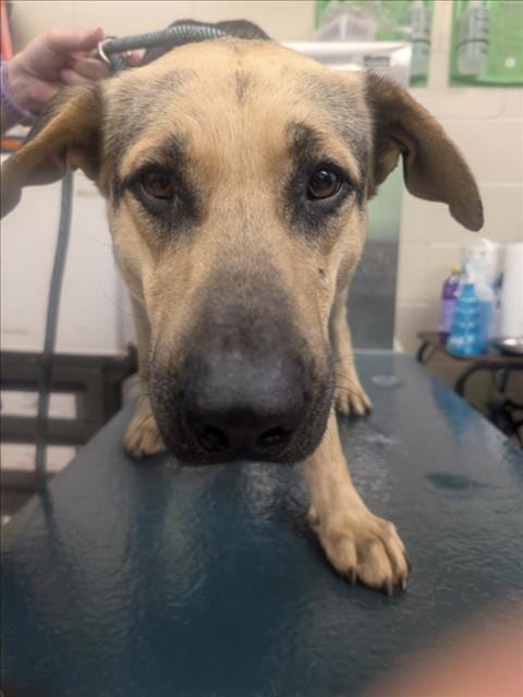 Photo of Trevor, adoptable German Shepherd Dog in Mobile, Alabama
