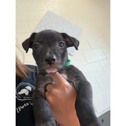 Photo of Jason Voorhees, adoptable Mixed Breed (Medium) in Baton Rouge, Louisiana