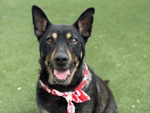 Photo of Charlie, adoptable German Shepherd Dog in San Pedro, California