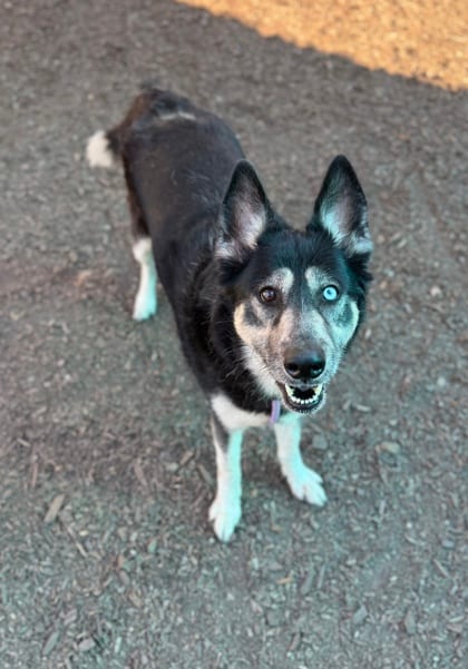 Photo of Makka, adoptable dog in Chamblee, Georgia