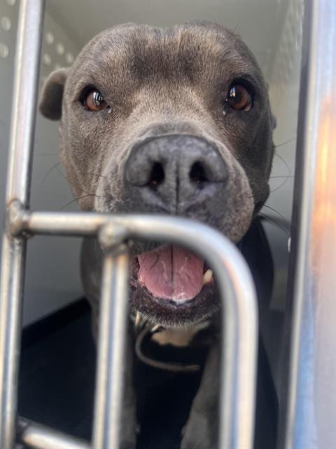 Photo of A171598, adoptable Pit Bull Terrier in Bakersfield, California