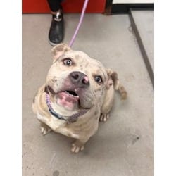 Photo of Blue, adoptable Mixed Breed (Medium) in Georgetown, Delaware