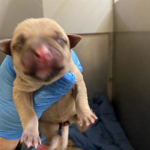 Photo of Jewel, adoptable Pit Bull Terrier in Modesto, California
